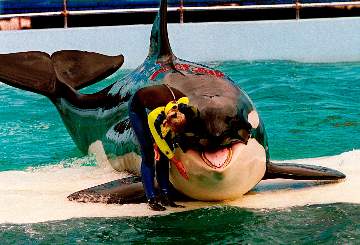 Dolphin that shared a tank with Lolita the orca at Miami Seaquarium moves to SeaWorld San Antonio
