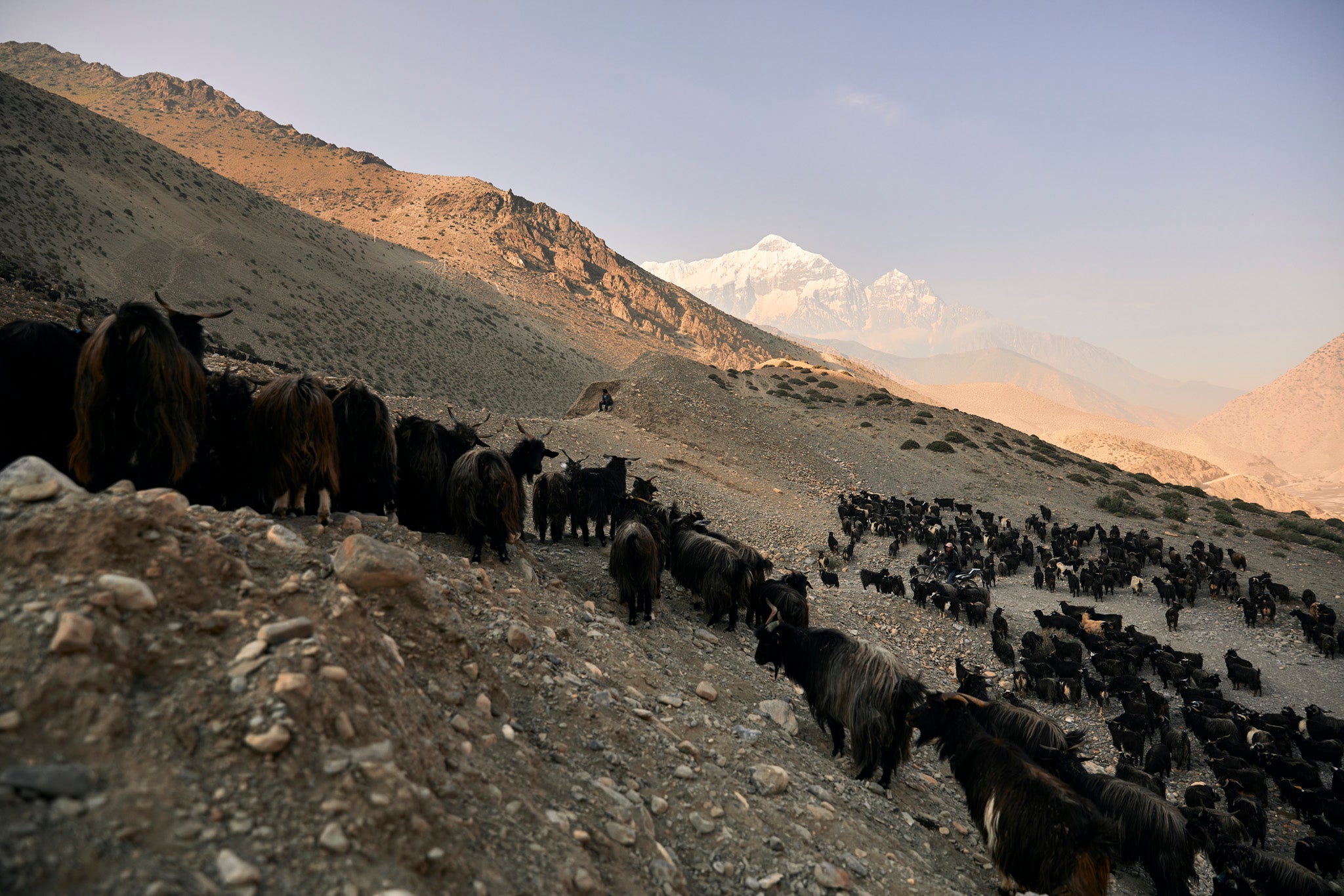 Herders drive their livestock towards Charan Chetra pastures above the village