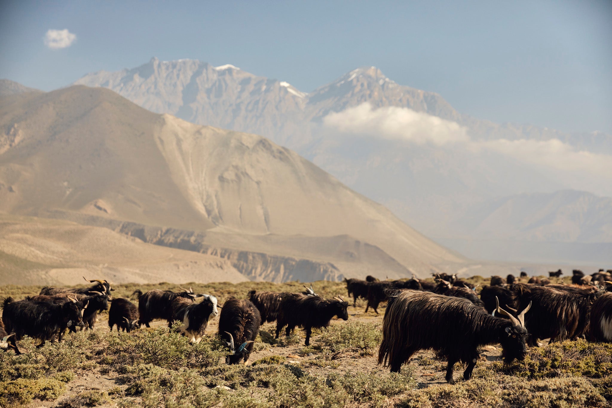 Changra have grazed on the vast open pastures of wild Jadibuti herbs for centuries