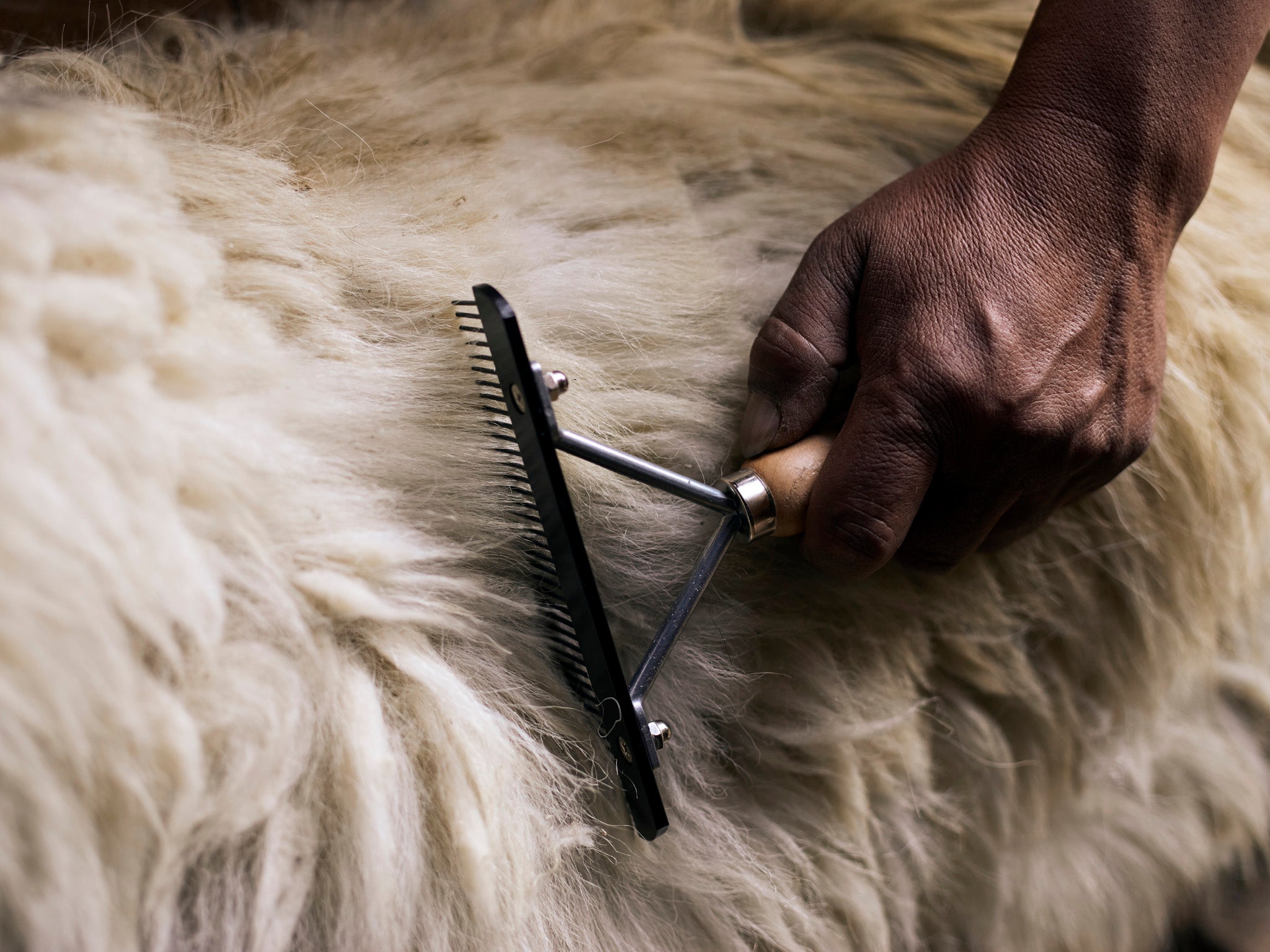 Each spring the goats endure a delicate combing process, which harvests wool from below the chin and underbelly