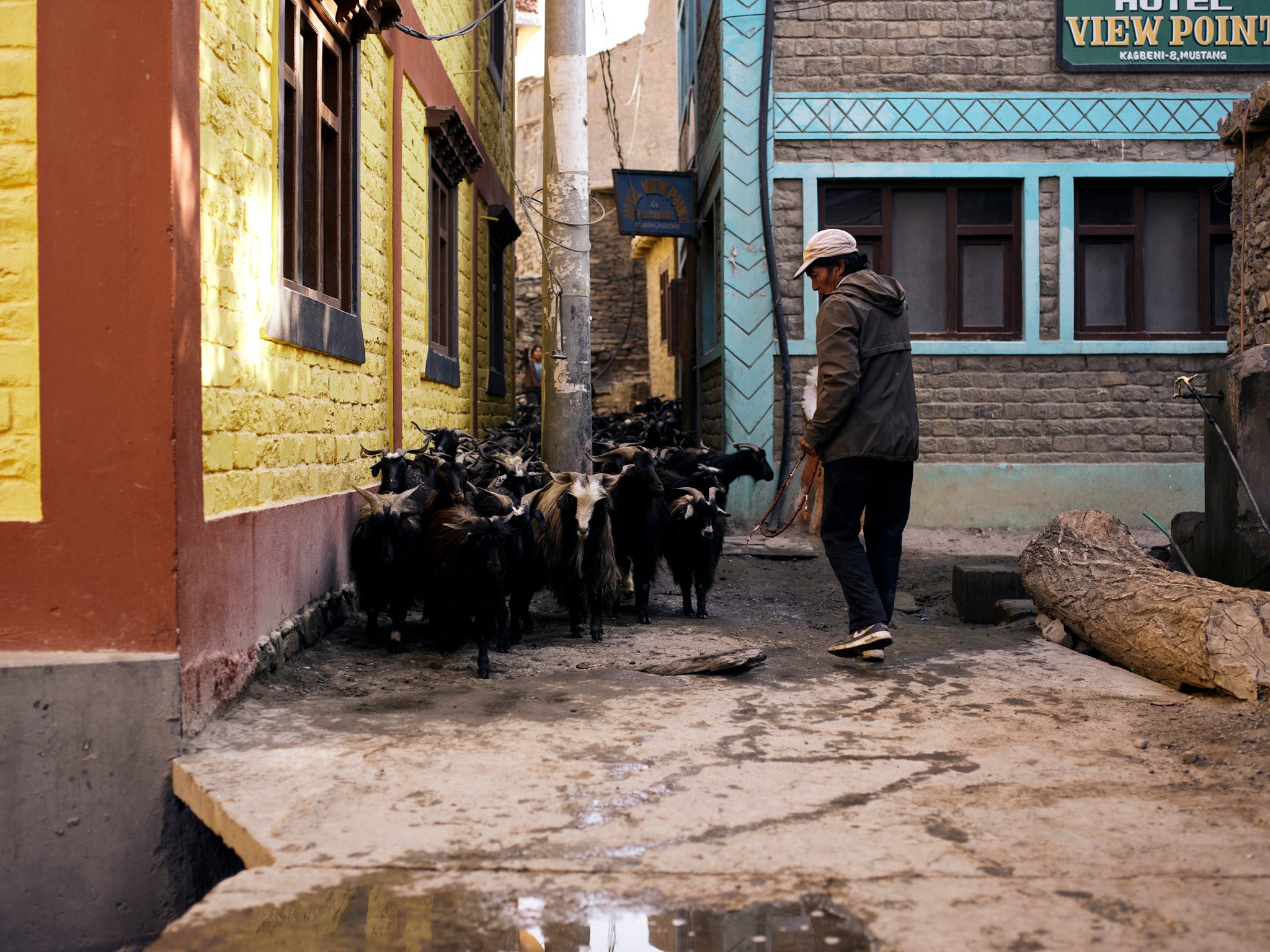 Aange Gurung leads his Changra goats out through the narrow streets of Kagbeni to the grazing above the village