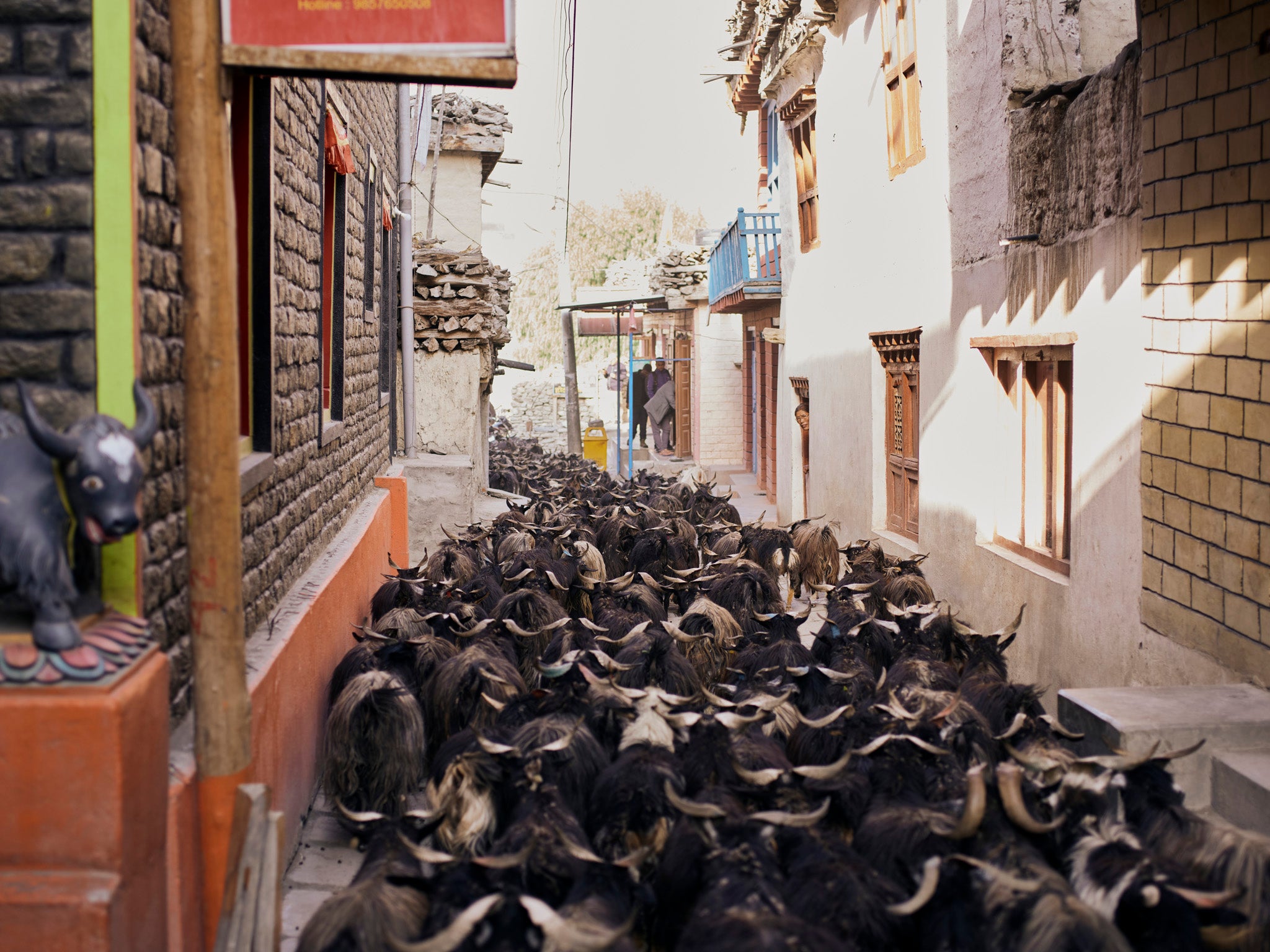 Changra goats running through the narrow flagstone cobbled streets of Kagbeni village