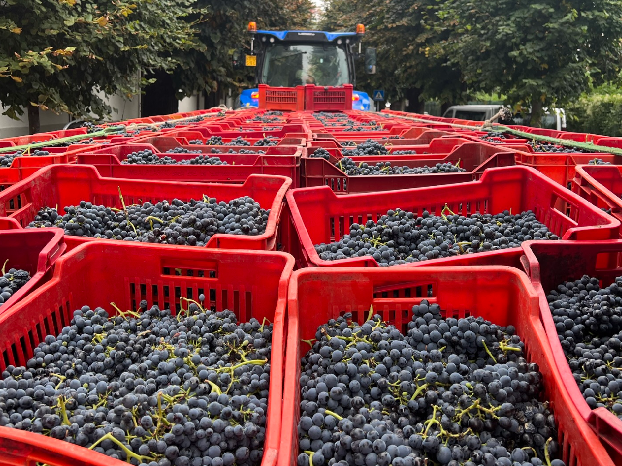 <p>Tractors piled high with grapes are a common sight in autumn </p>