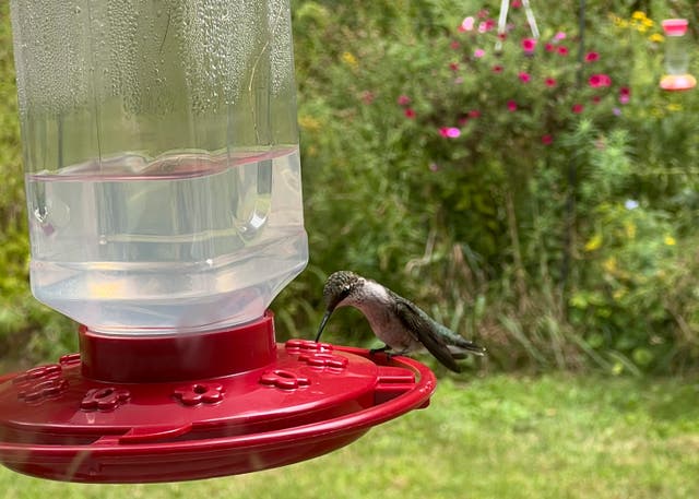 Gardening-Hummingbirds