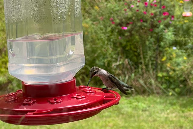 Gardening-Hummingbirds