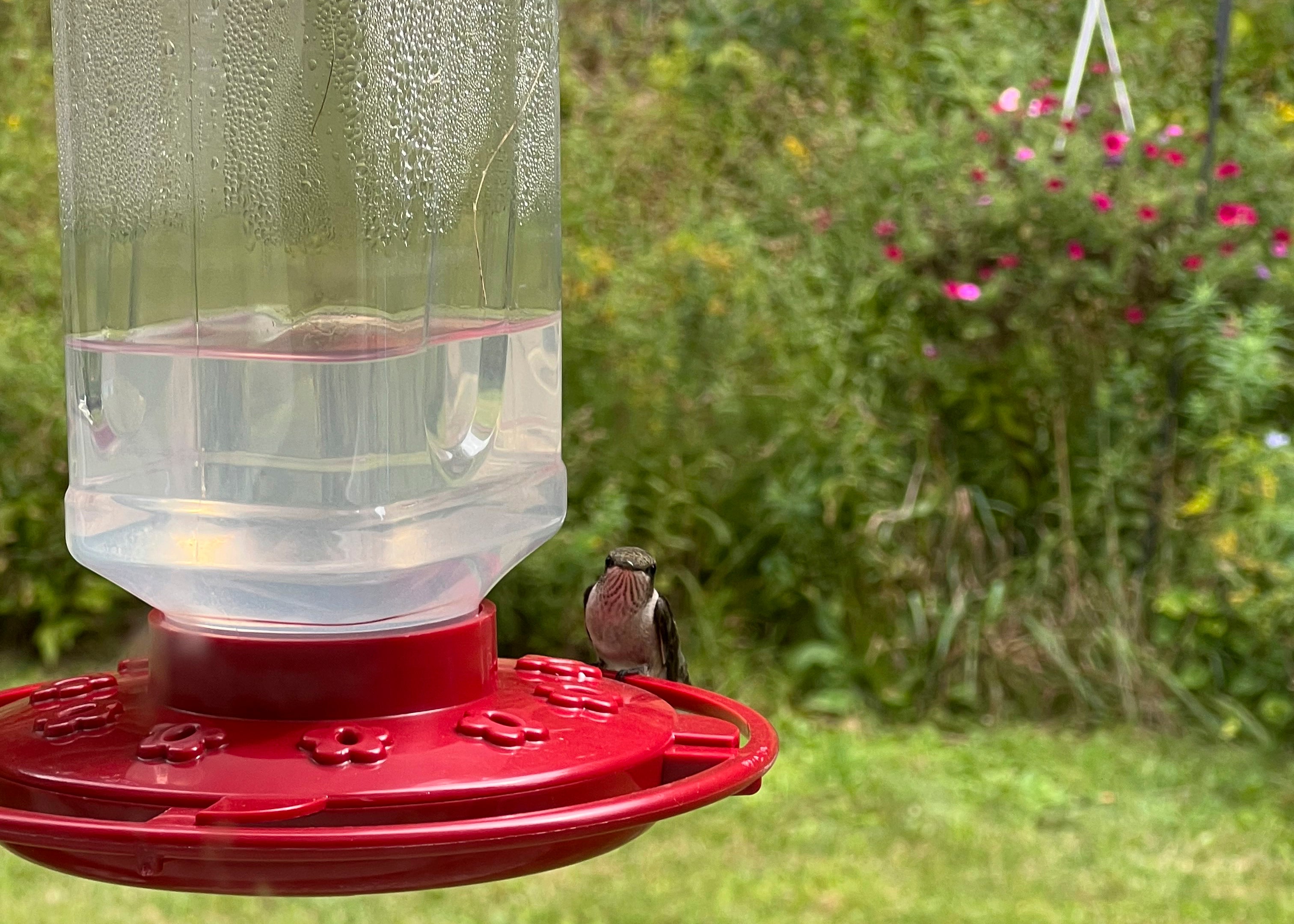 Gardening-Hummingbirds