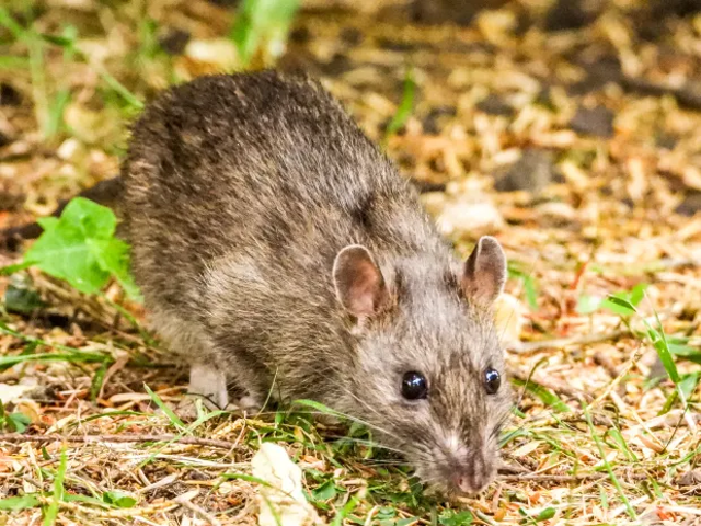 <p>New York is winning its ‘war on rats’, with sightings down by six per cent in the city</p>