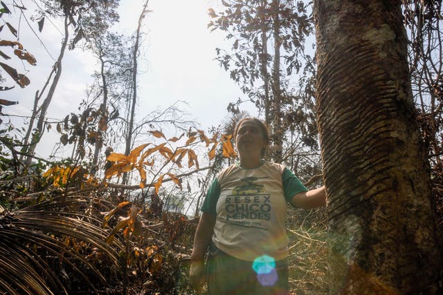 Brazil Amazon Deforestation Rubber