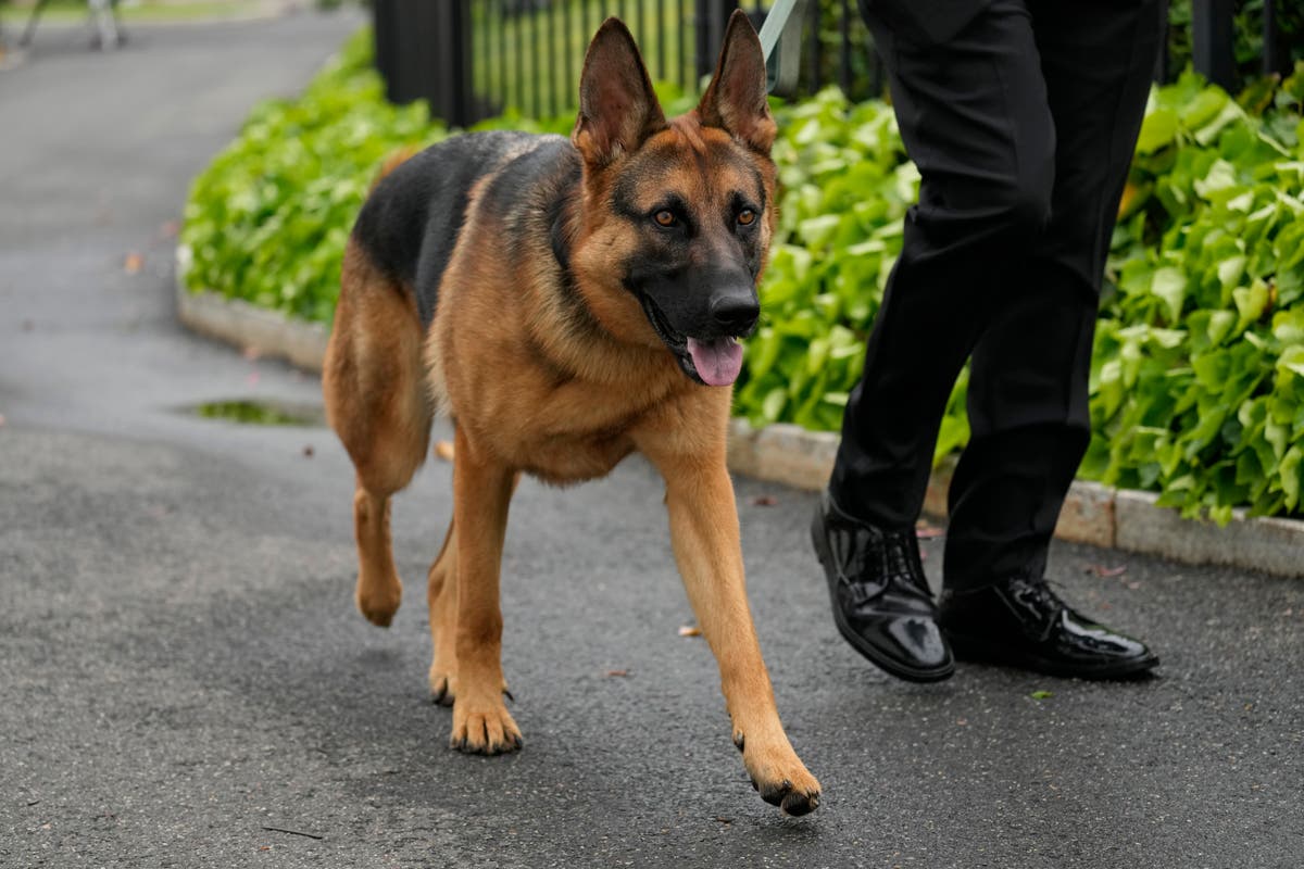 Biden’s dog Commander bit Secret Service agents in 24 incidents, report says – The Independent