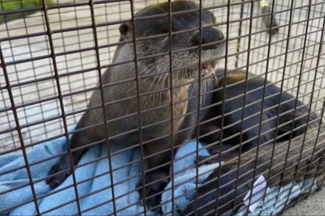 <p>Rabid otter bites man and dog in Florida</p>