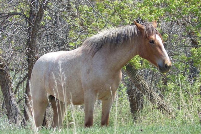 <p>An estimated 19,000 wild horses live in Kosciuszko National Park, Australia </p>