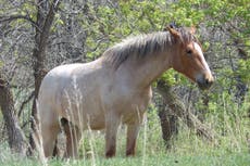 Public to weigh in on whether wild horses that roam Theodore Roosevelt National Park should stay