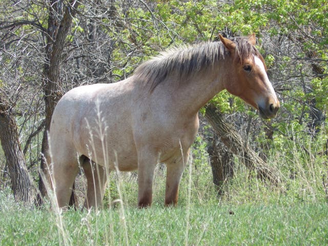 <p>An estimated 19,000 wild horses live in Kosciuszko National Park, Australia </p>
