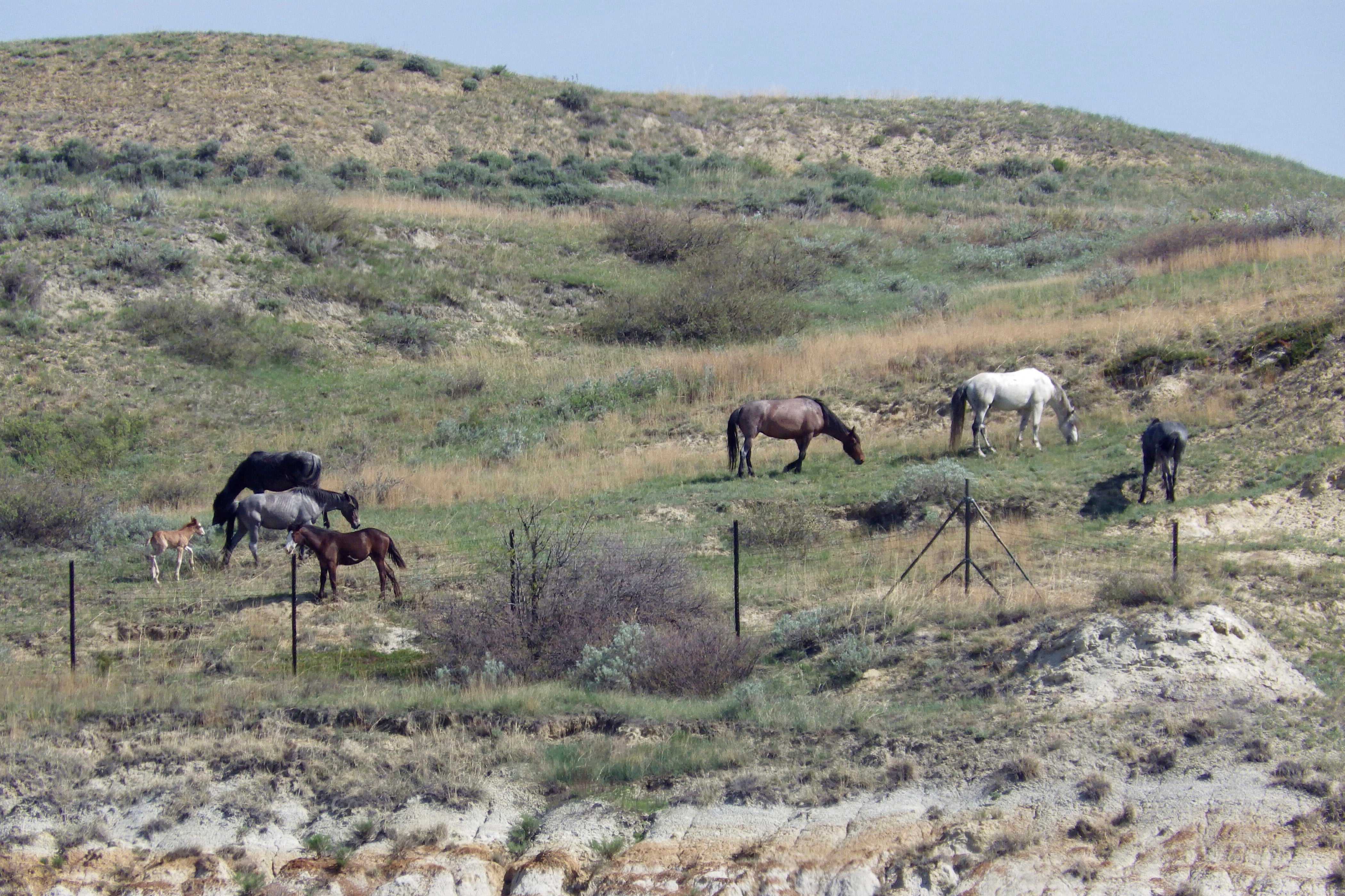 National Park Wild Horses