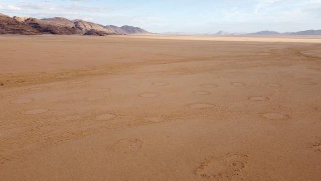 <p>Fairy circles on a Namibian plain</p>