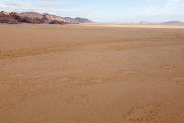 <p>Fairy circles on a Namibian plain</p>