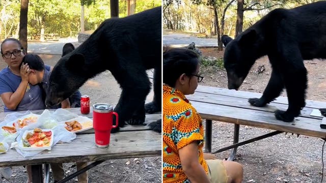 <p>Bear jumps onto table and tucks into young boy’s picnic as woman shields him.</p>