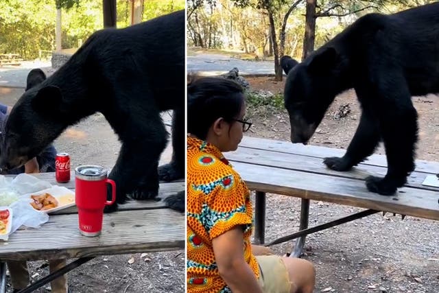 <p>Bear jumps onto table and tucks into young boy’s picnic as woman shields him.</p>