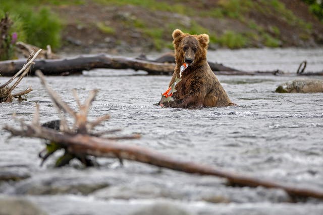 <p>File image:  A brown bear eats his catch while fishing for salmon. Japan’s salmon shortage is also leading increased animal-human conflicts, figures show </p>