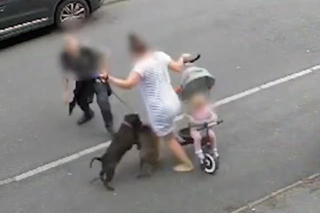 <p>Moment mother tries to protect baby as out of control dog attacks pet.</p>