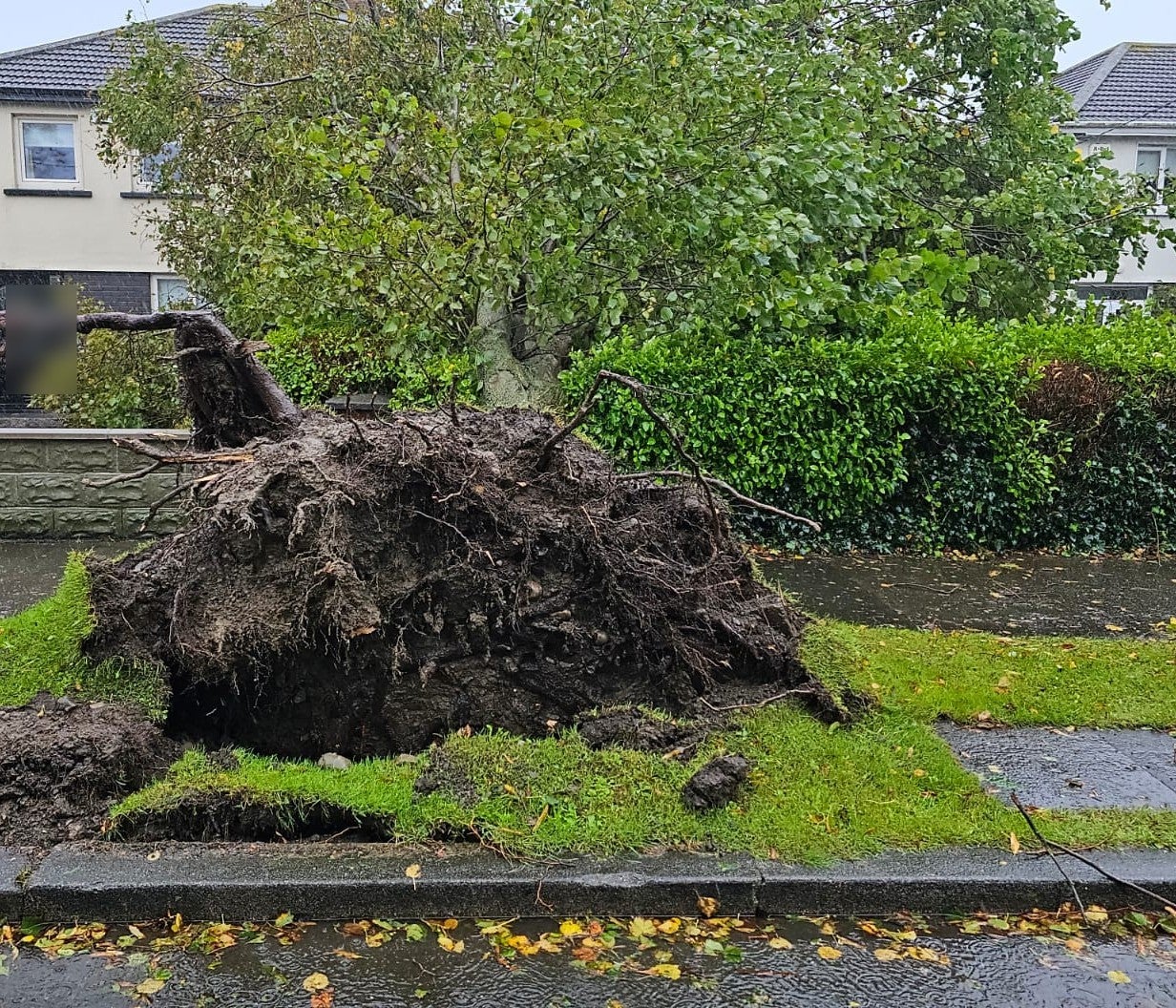 Kilbarrack fire station deal with a downed tree in Dublin