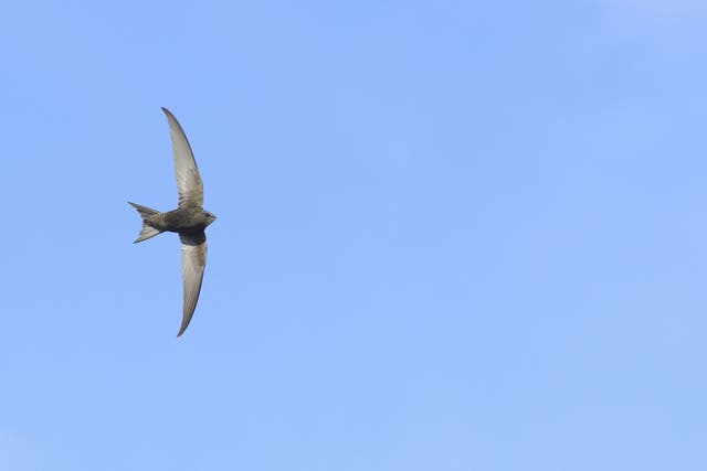 Swifts populations have fallen by 70% since 1994, a new report foud (BEn Andrew/RSPB/PA)