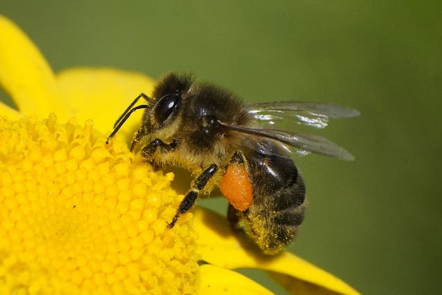 <p>The decline of bees and other pollinators damages human food production</p>