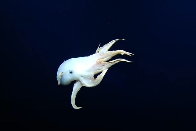 <p>A ‘Dumbo’ octopus floats alone in the dark of the deep ocean off the Hawaiian islands</p>