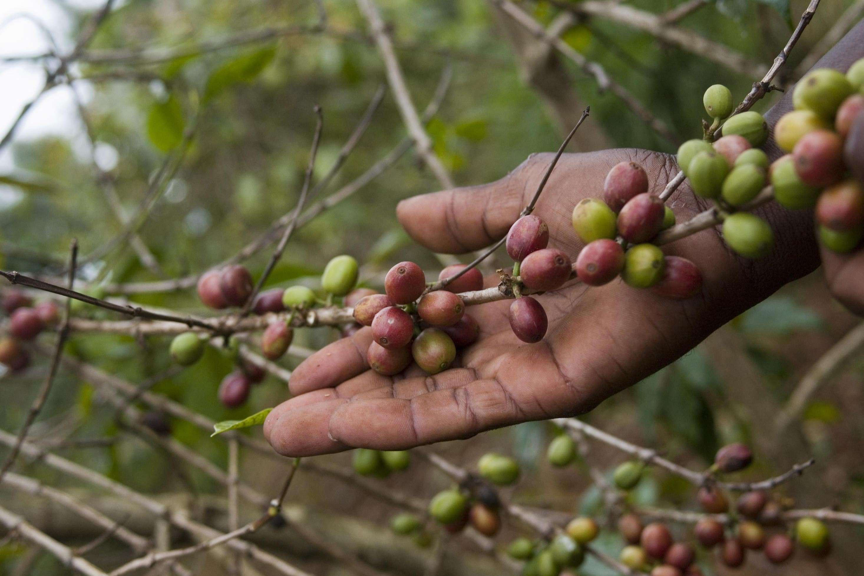 The Fairtrade Foundation said the standards are a “critical lifeline” for coffee farmers (Simon Rawles/PA)