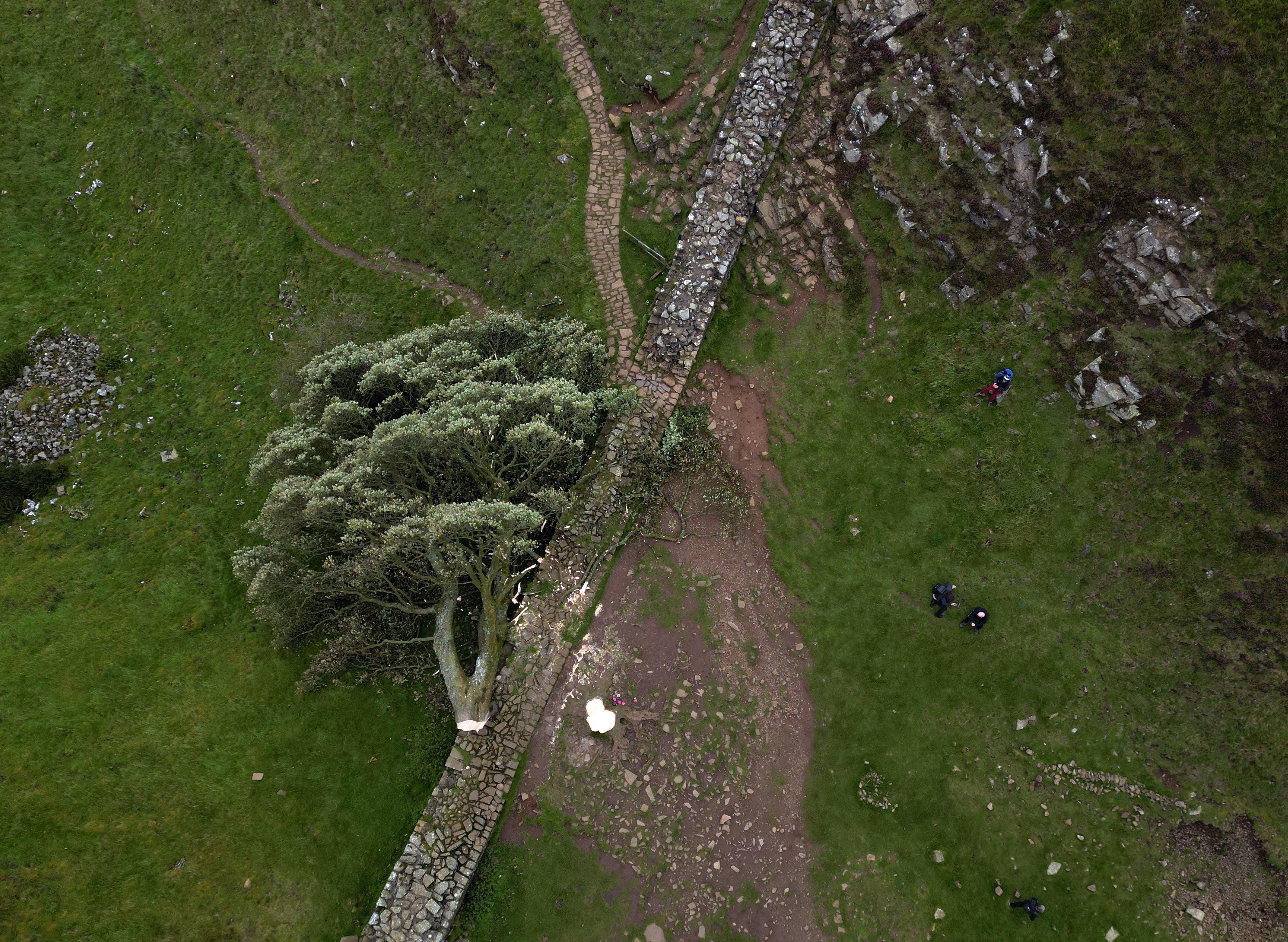 The destruction of Sycamore Gap has prompted an outpouring of anger and sorrow