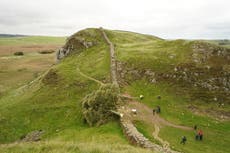 Can the Sycamore Gap tree be saved?