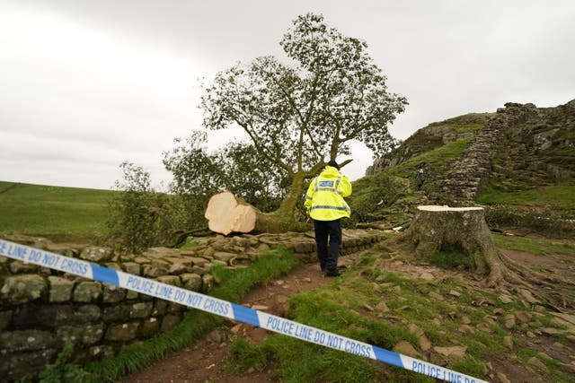 <p>People look at the tree at Sycamore Gap, next to Hadrian's Wall in Northumberland, after it came down overnight on Wednesday </p>