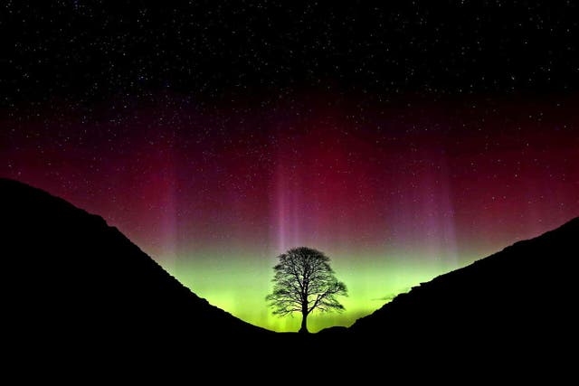 The tree at Sycamore Gap, at Hadrian’s Wall near Crag Lough, Northumberland, taken showing the Northern Lights (Owen Humphreys/PA)