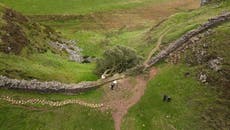 Sycamore Gap: Iconic tree seen lying next to Hadrian’s Wall after being ‘felled by vandals’