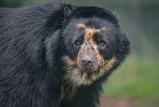 Rare Andean bear that could ‘help save species’ arrives at Chester Zoo