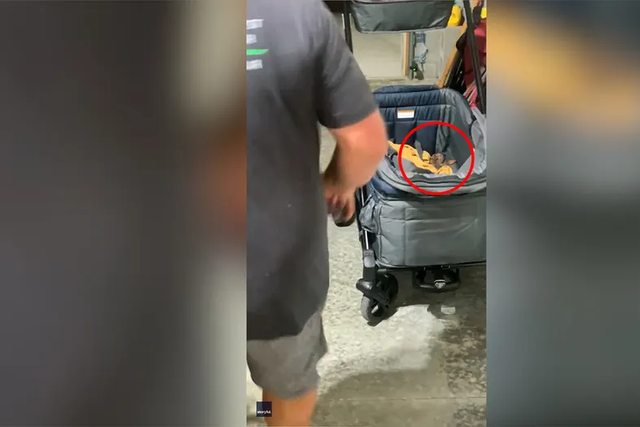 <p>A couple in Tennessee found a copperhead pit viper lounging in their baby’s stroller </p>