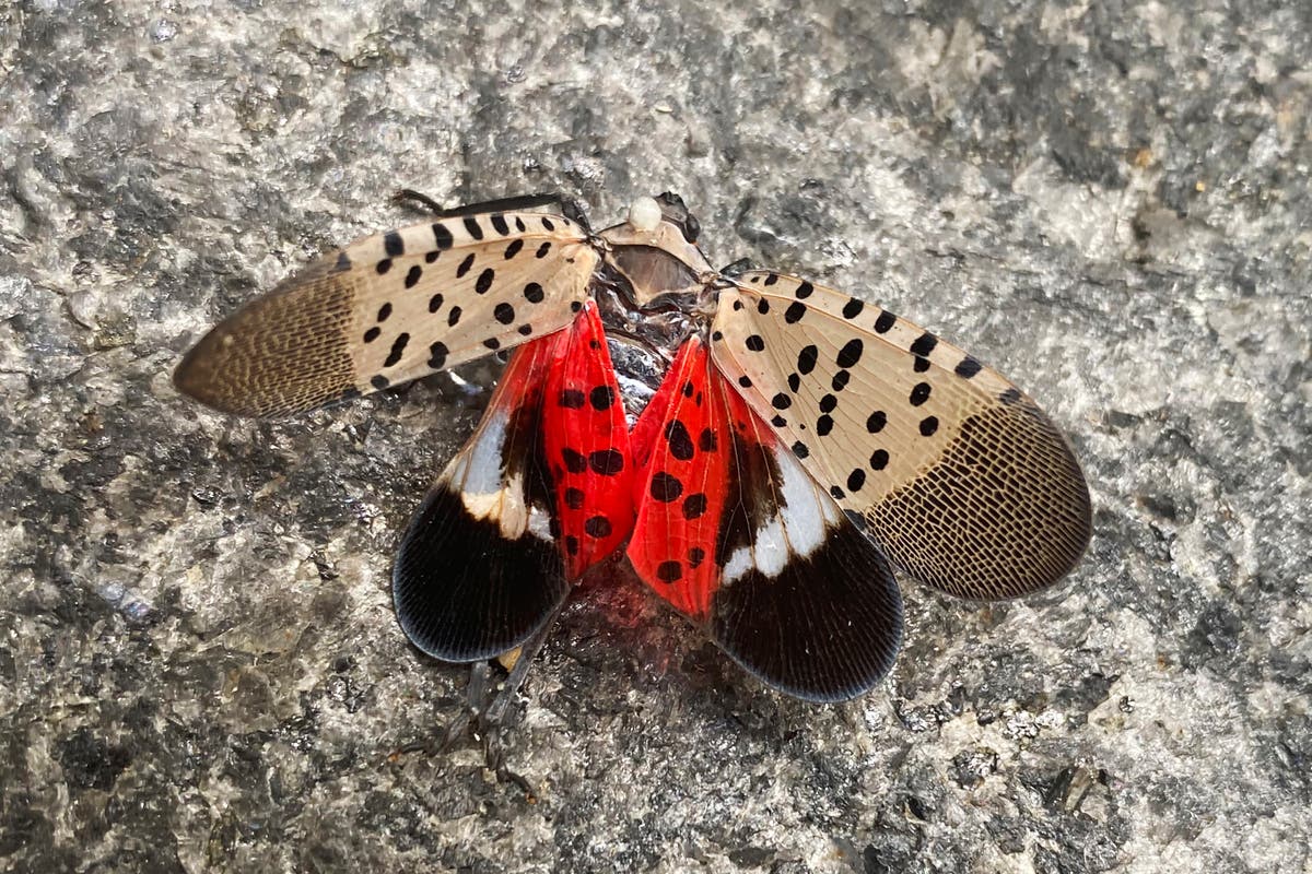 Spotted lanternfly has spread to Illinois, threatening to crops and ...