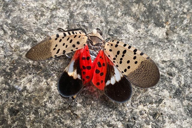 Spotted Lanternflies-Illinois