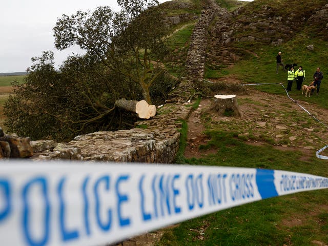 <p>Police stand beside the cordoned-off area, where the 'Sycamore Gap' tree on Hadrian's Wall now lies on the ground</p>