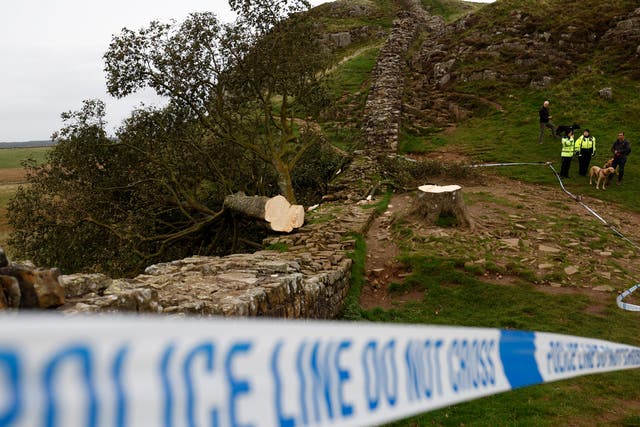 <p>Police stand beside the cordoned-off area, where the 'Sycamore Gap' tree on Hadrian's Wall now lies on the ground</p>