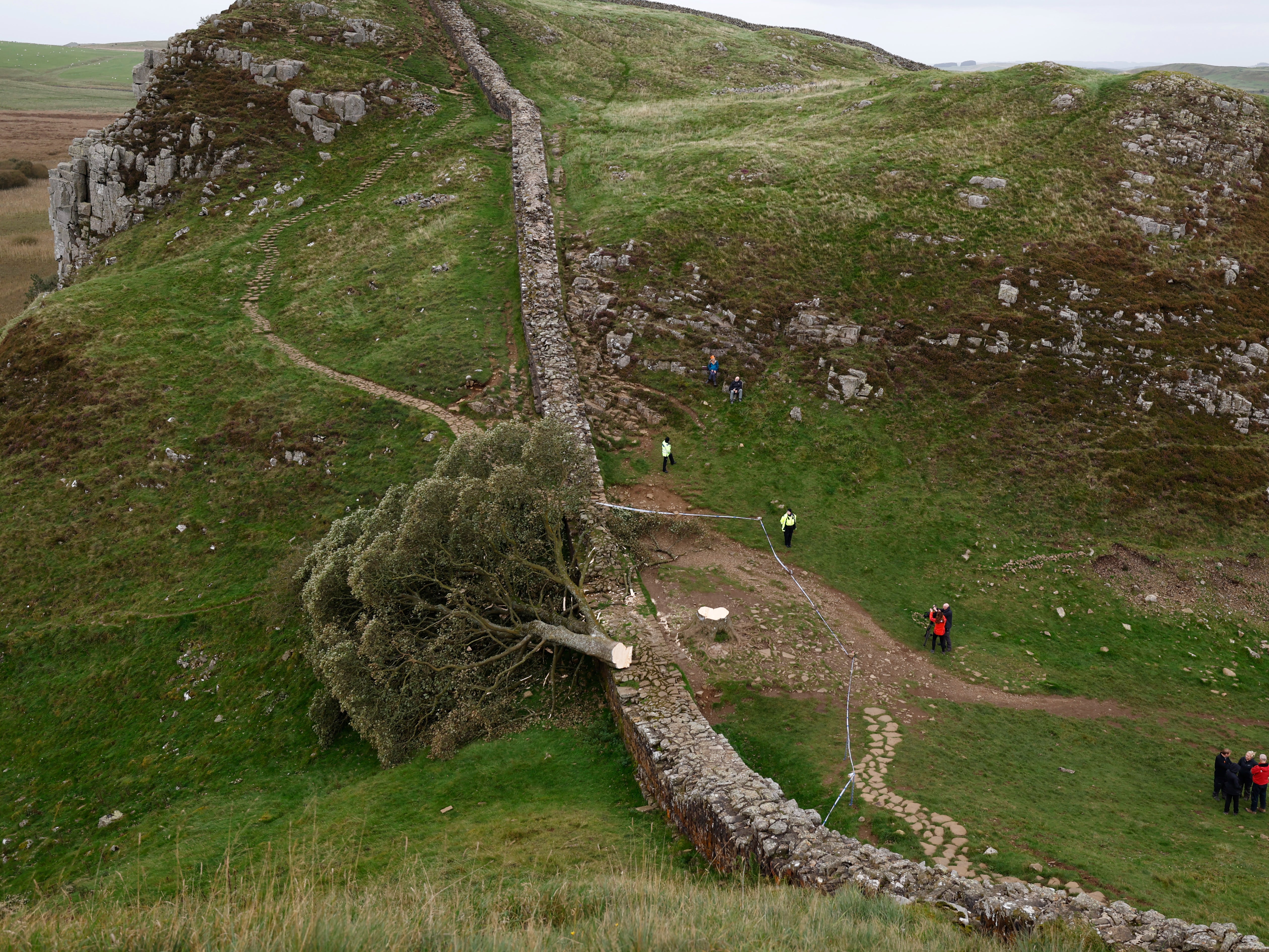 'Sycamore Gap' tree on Hadrian's Wall now lies on the ground, leaving behind only a stump in the spot it once proudly stood