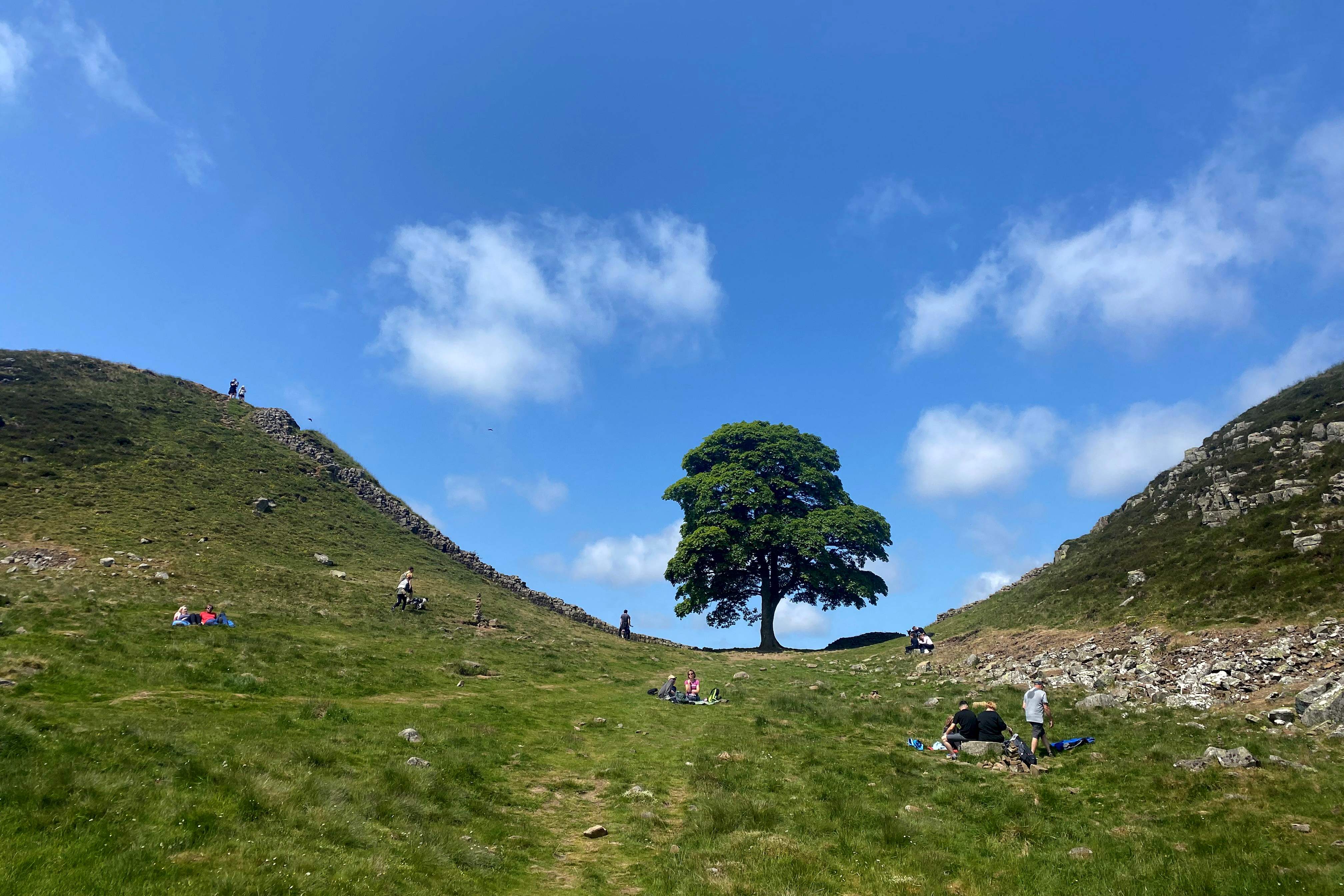 The Sycamore Gap tree, next to Hadrian’s Wall in Northumberland, thought to be around 300 years old, was one of the most photographed trees in the UK