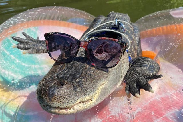 <p>Wally, the emotional support alligator</p>