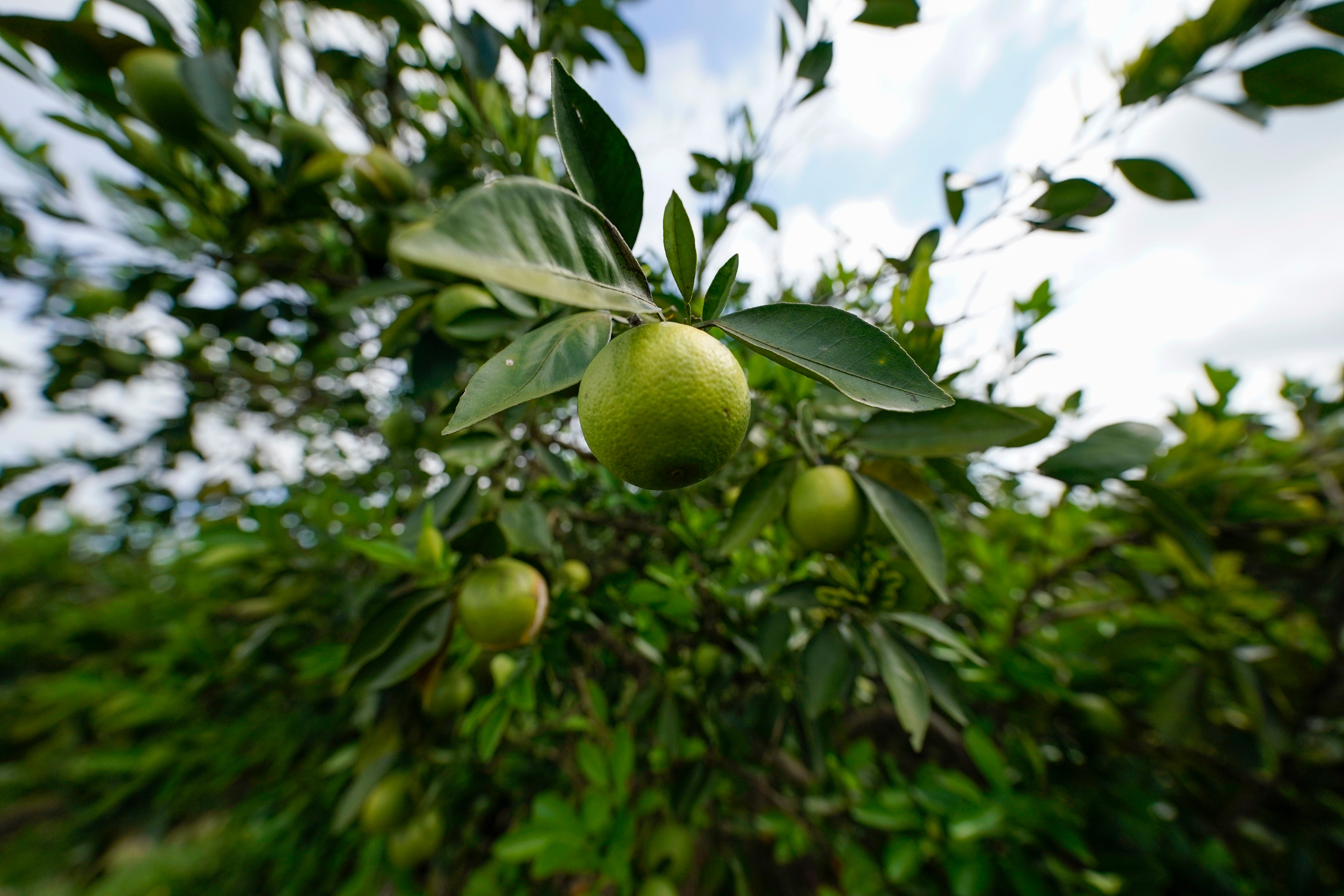 Salt Water Citrus Farms Louisiana