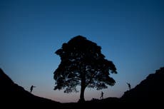 New shoots expected to grow from Sycamore Gap tree but it ‘won’t be same again’