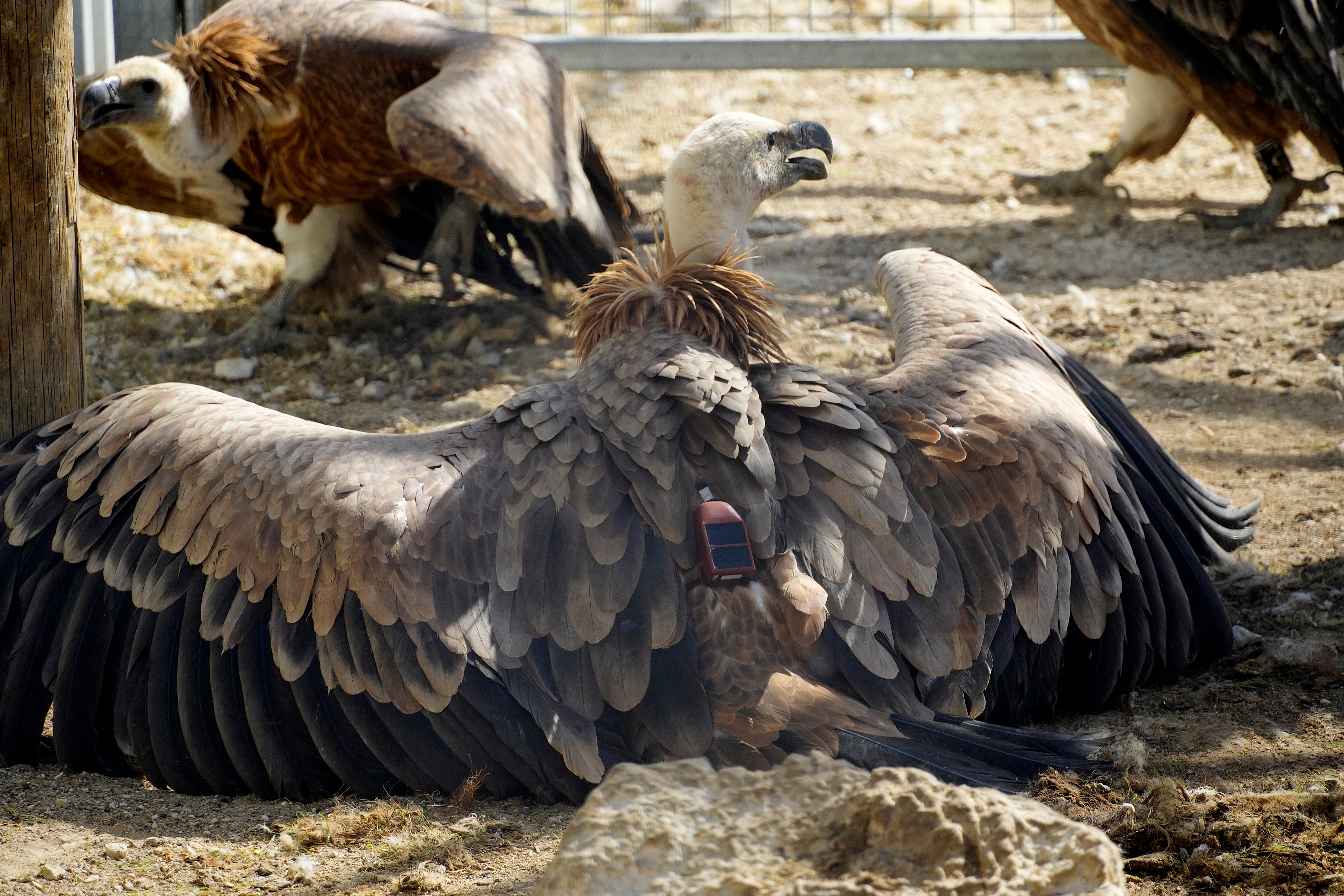 Cyprus Griffon Vultures