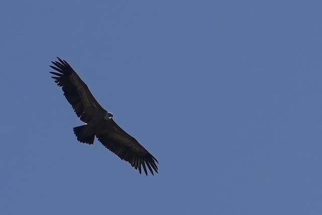 Cyprus Griffon Vultures