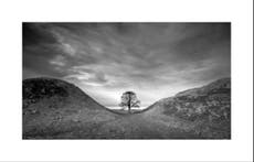 From George I to Charles III, the Sycamore Gap tree saw British history unfold