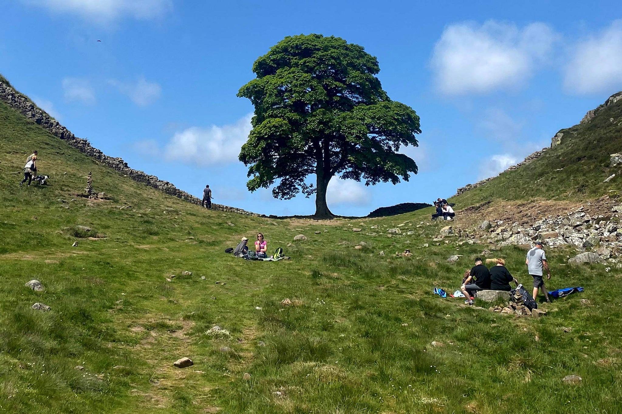 The world-famous tree next to Hadrian’s Wall in Northumberland
