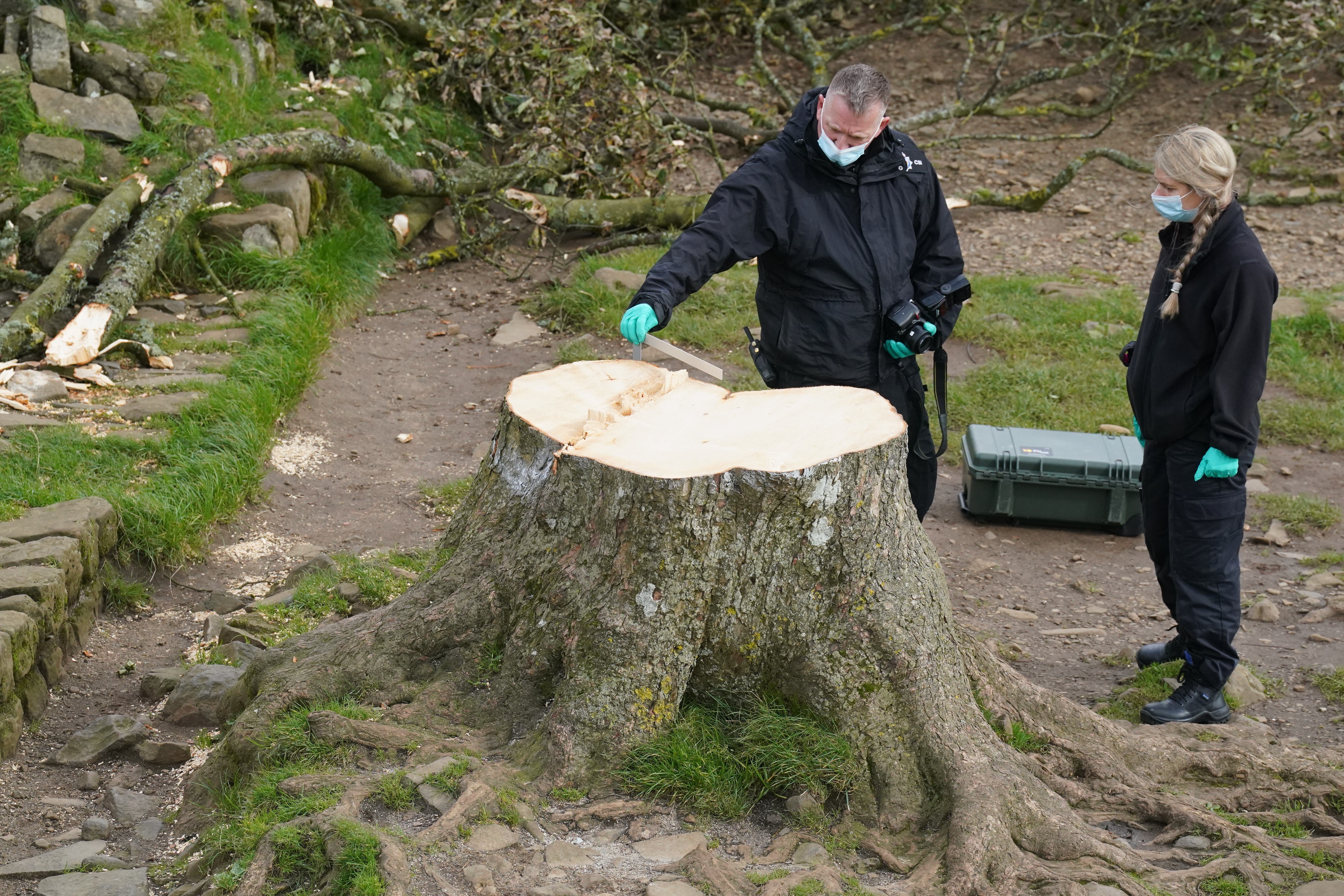 New shoots expected to grow from Sycamore Gap tree but it 'won't be same again' - Vimarsana News